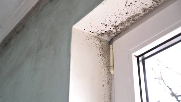 Attic Mold Removal in Irwin, PA