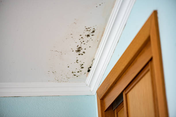 Best Fast Mold Removal  in Irwin, PA
