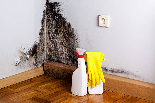 Best Attic Mold Removal  in Irwin, PA